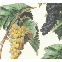 Grapes and Leaves Vineyard Print Italian Paper ~ Leonardo Communication